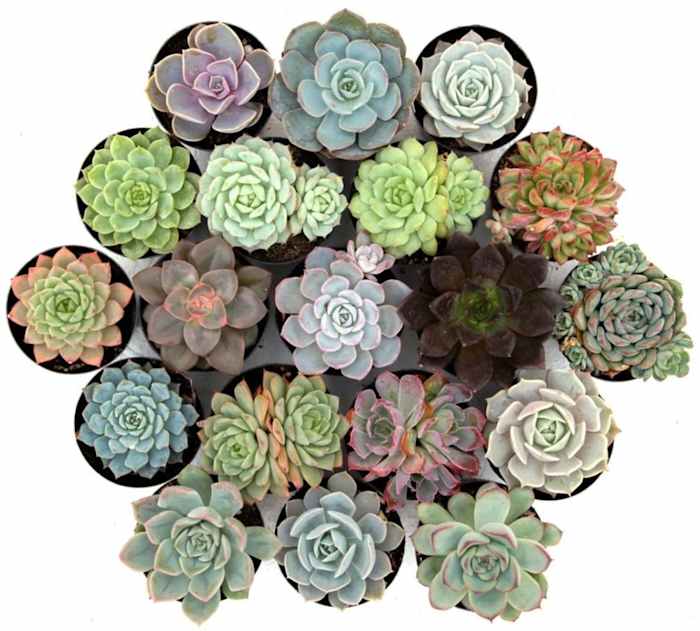 Photo courtesy of Leaf & Clay